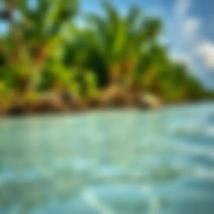 Vibrant ecosystem of mangroves along the beach