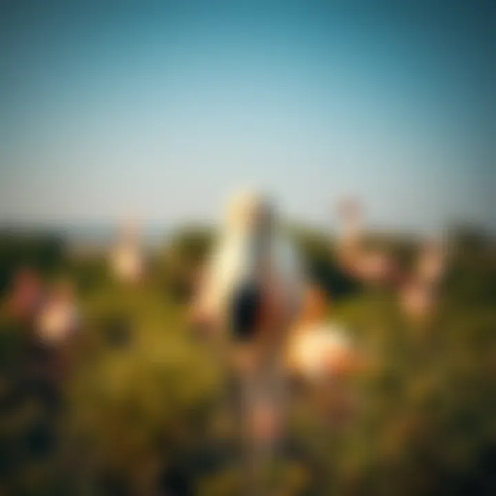 Close-up of a flamingo in its natural habitat at the sanctuary