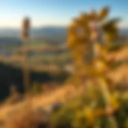 A panoramic view of the Talia Valley showcasing its diverse landscape.